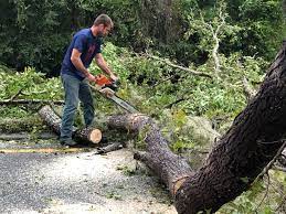 How Our Tree Care Process Works  in  Blythe, CA